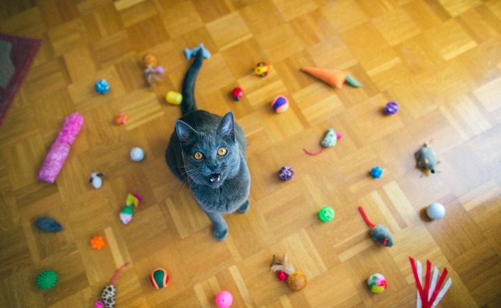 Gato Chartreux rodeado de juguetes