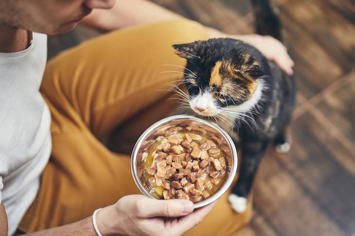 Gato que va a comer