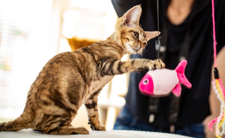 Chaton qui joue avec un jouet en forme de poisson