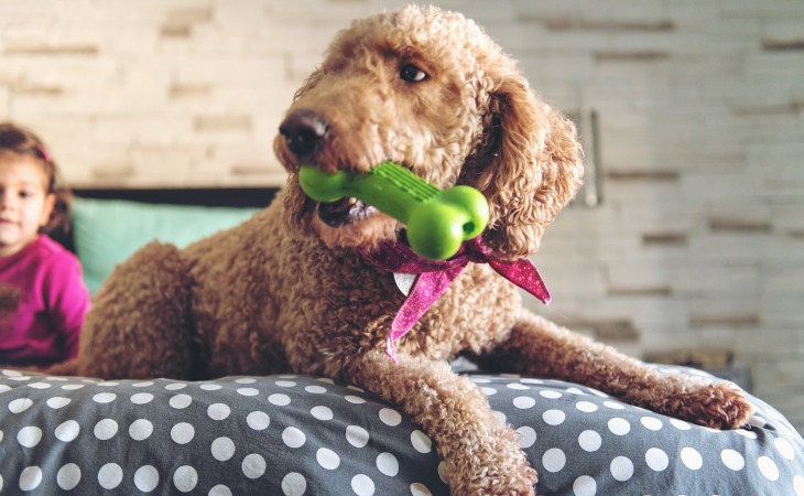 Chien avec son jouet en forme d'os