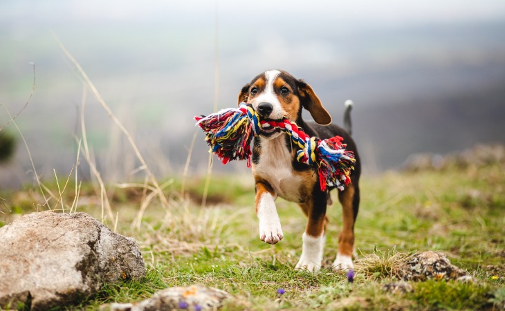 Chiot avec son jouet corde