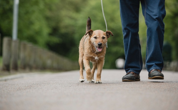 Rutina de paseo con el perro