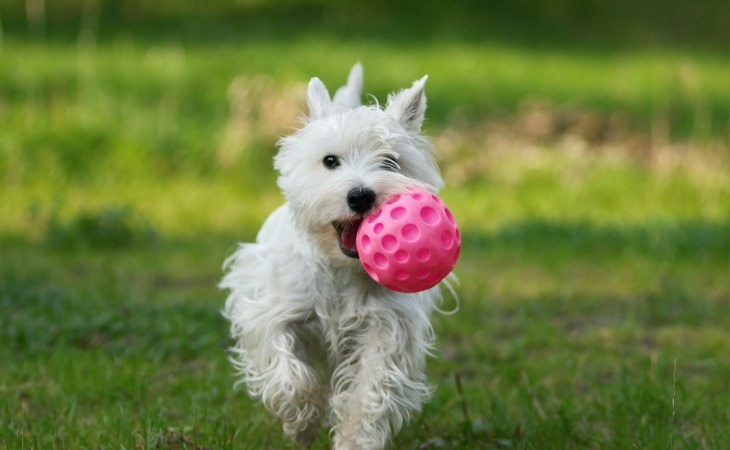 Westie jugando a la pelota