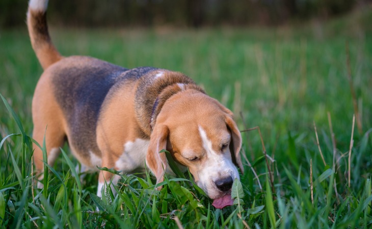 Beagle chien qui mange de l'herbe