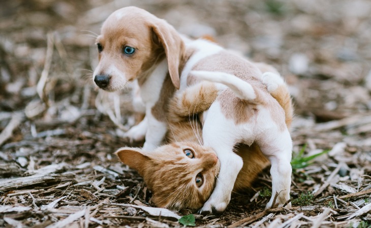Gato y cachorro jugando juntos