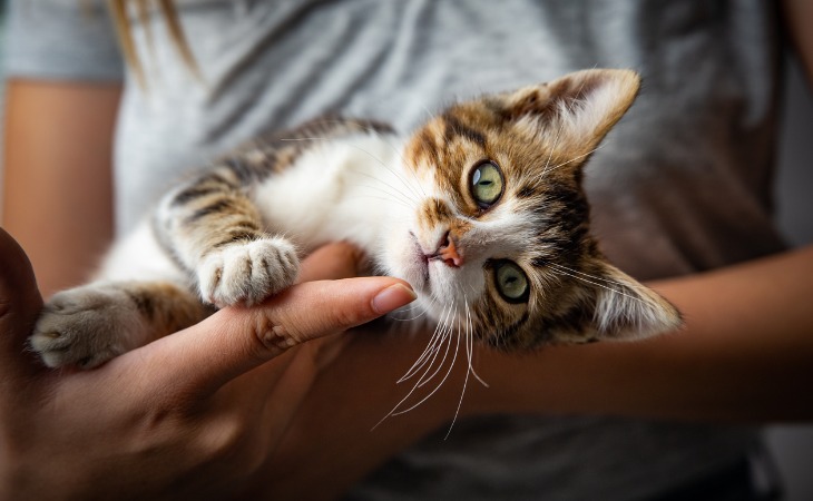 Chat heureux avec sa propriétaire