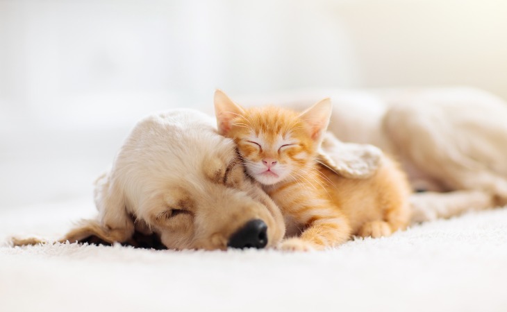 Gatito y cachorro durmiendo