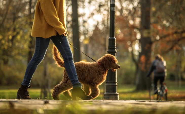 Perro de paseo por el parque