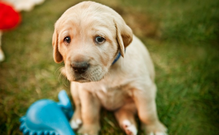 Cachorro de labrador llorando