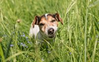 Chiot Jack Russel qui mange de l'herbe