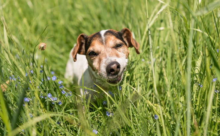 Chiot Jack Russel qui mange de l'herbe