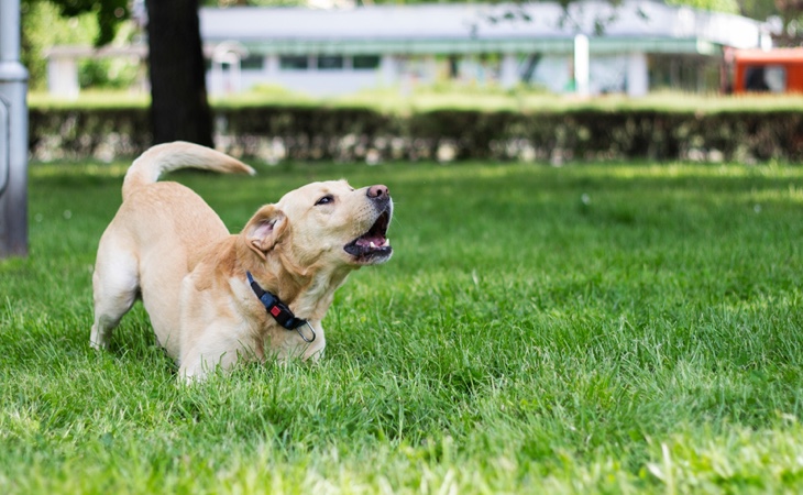 Entender los ladridos de los perros