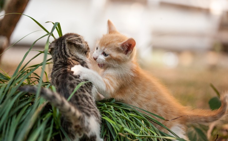 Deux chatons se bagarrent