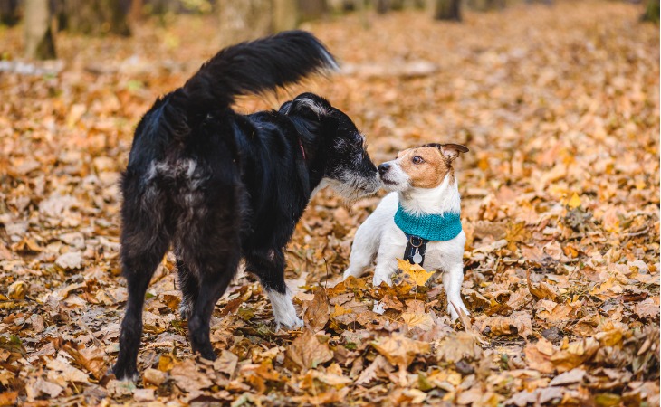 Deux chiens font connaissance