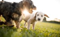 Deux chiens sont prêts à jouer