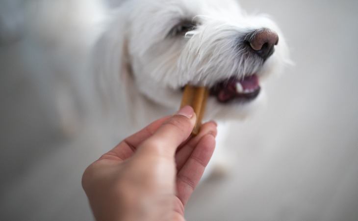 Perro comiendo una golosina