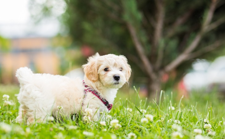 Chiot Bichon maltais crème