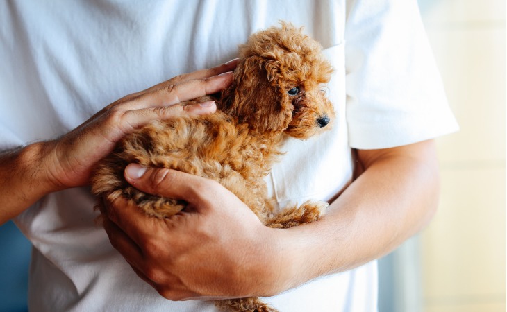 Caniche toy de couleur fauve