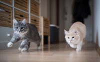 deux chats courent dans une maison