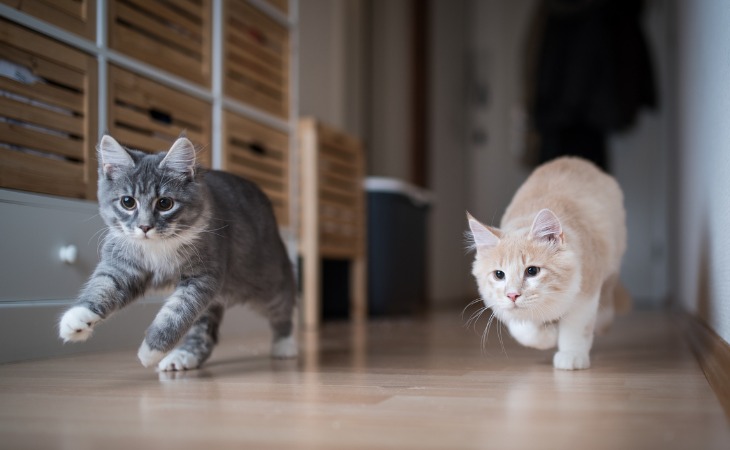 deux chats courent dans une maison
