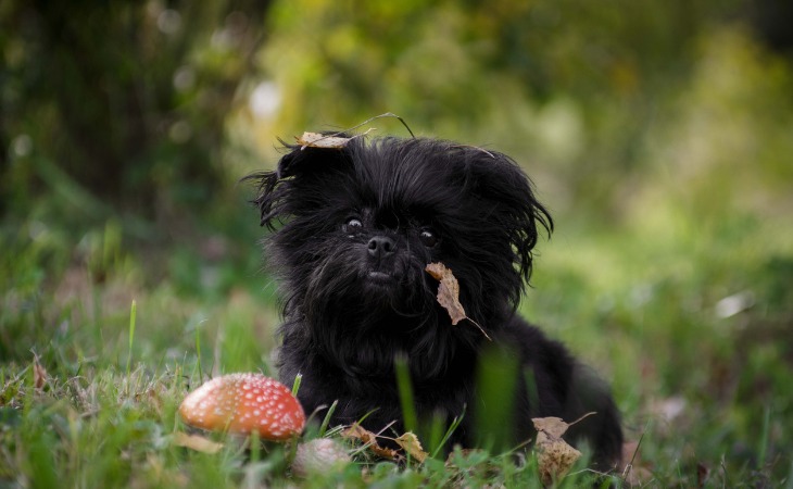 races de chiens d'appartement affenpinscher en promenade