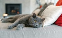 chat british shorthair allongé sur un lit