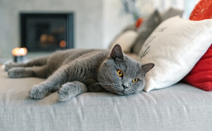 chat british shorthair allongé sur un lit