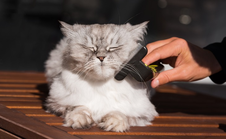 chat à poils longs et blancs se fait brosser par son maître