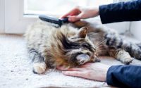 chat à poils longs se fait brosser par son maître