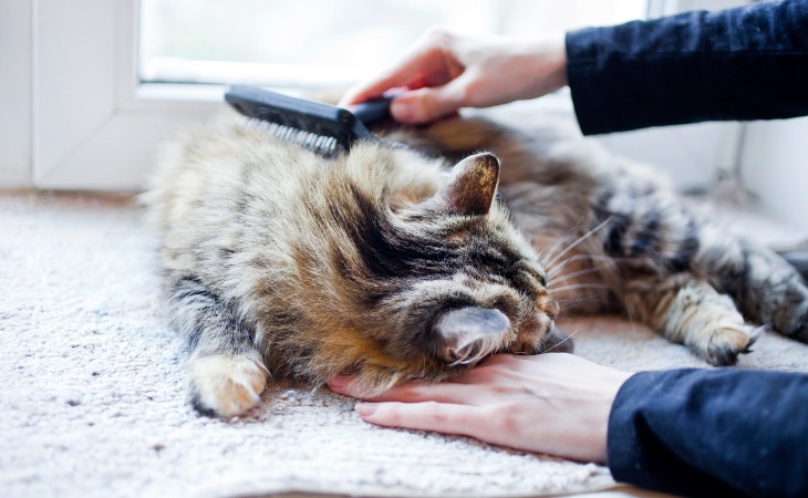 chat à poils longs se fait brosser par son maître