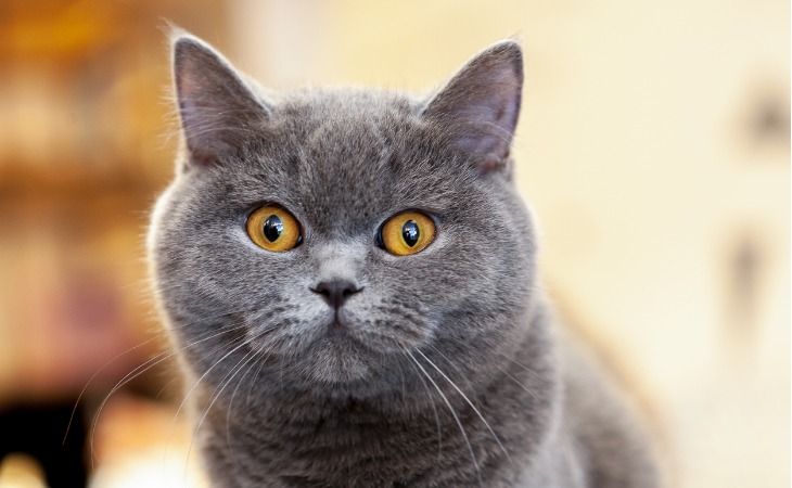 chat british shorthair au pelage gris