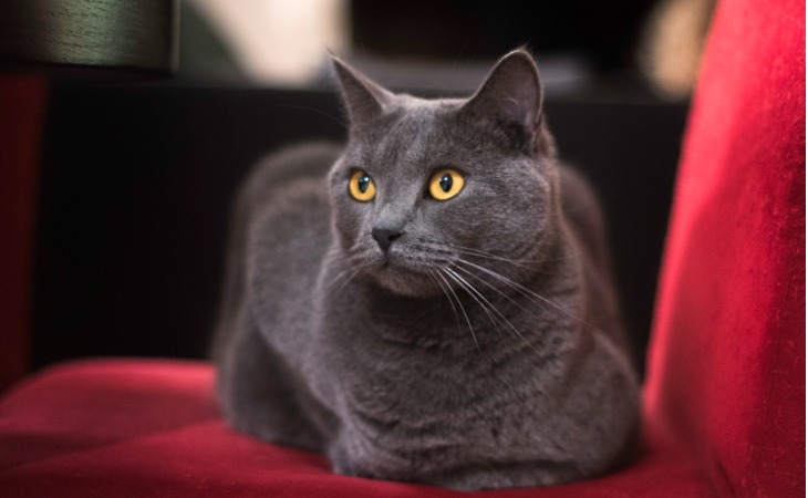 chat chartreux allongé sur un siège