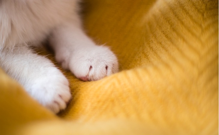 patas de gato blanco