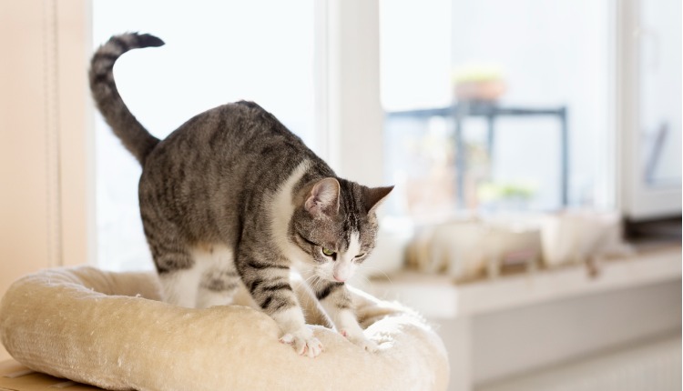 Pourquoi Mon Chat Petrit Patoune Hello Animaux