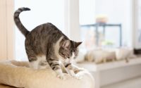 chat tigré et blanc pétrit avec ses pattes son coussin