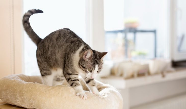 chat tigré et blanc pétrit avec ses pattes son coussin