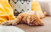 chat roux qui dort sur un canapé