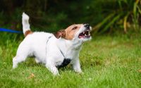 chien jack aboie et montre les crocs