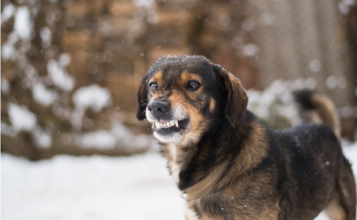 perro agresivo muestra los dientes. 