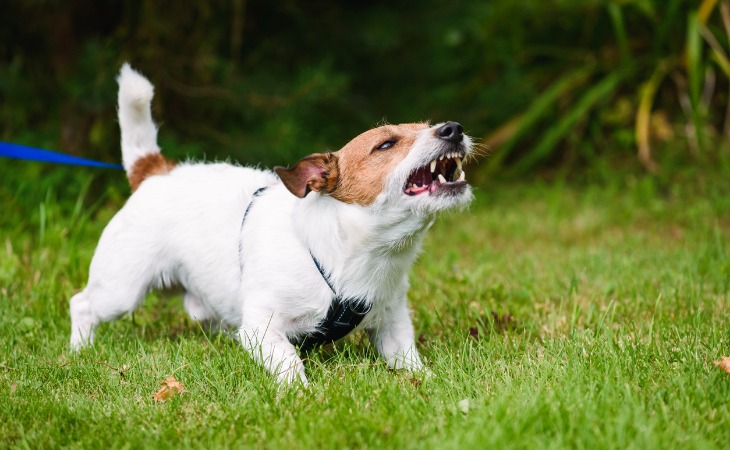 chien jack aboie et montre les crocs