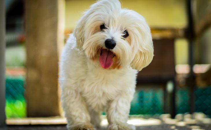 race chiens d'appartement petit chien bichon blanc