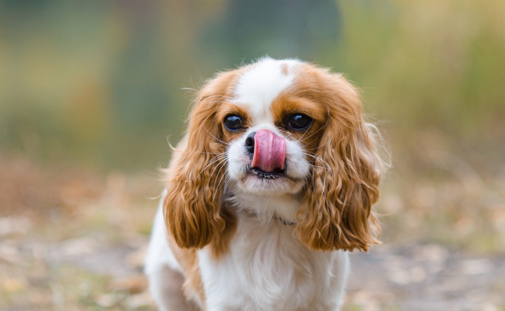 races de chiens d'appartement petit chien cavalier king charles