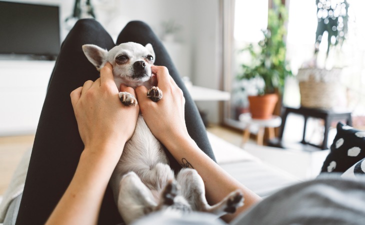 perro chihuahua sobre las piernas de su dueño