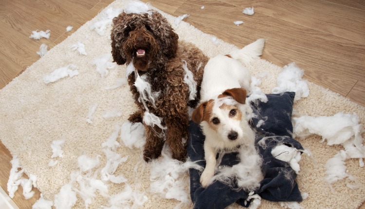 caniche et jack russell ont détruit un oreiller