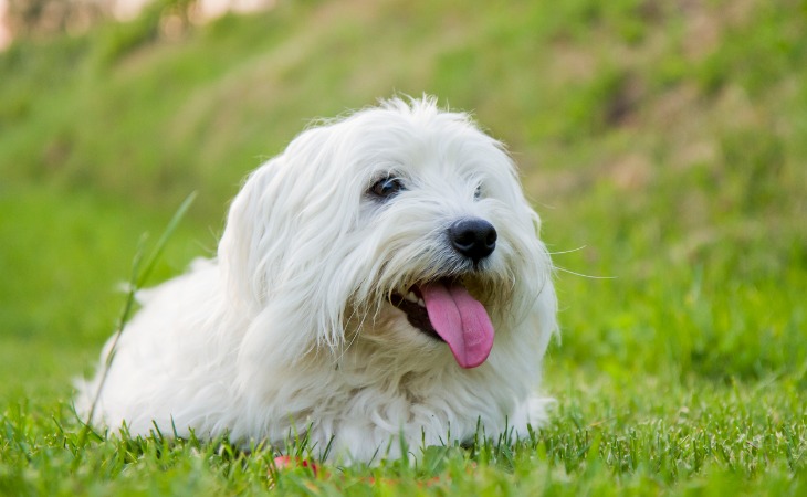 perros que pueden vivir en un piso cotón de tulear