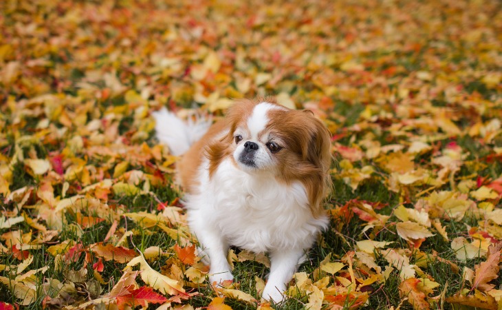 perro spaniel japonés