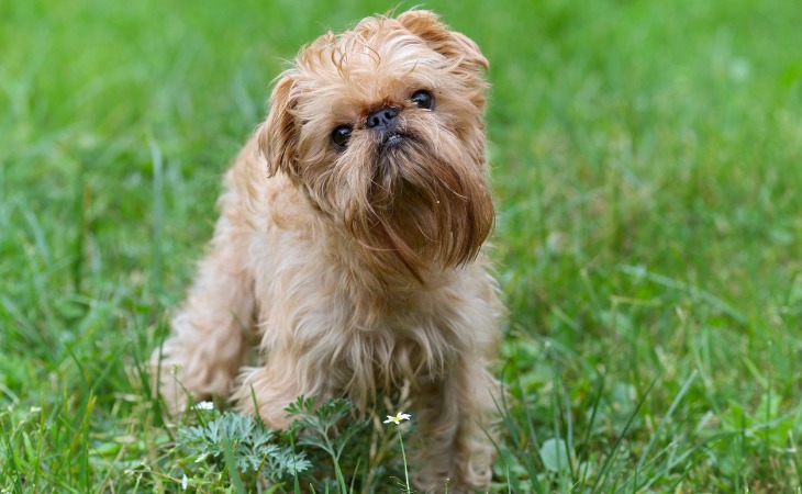 petit chien griffon bruxellois