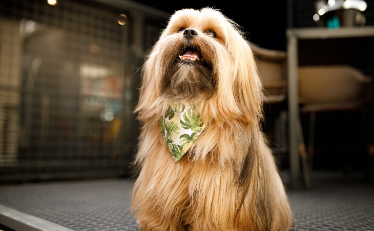 perro lhassa apso