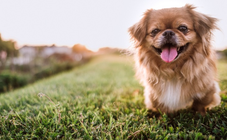 petit chien pékinois