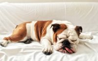 chien bouledogue anglais dort sur un canapé